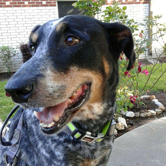 Meet your Posher, Tasha - Picture 1 of 1